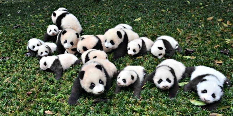 many-a-pandas.jpeg